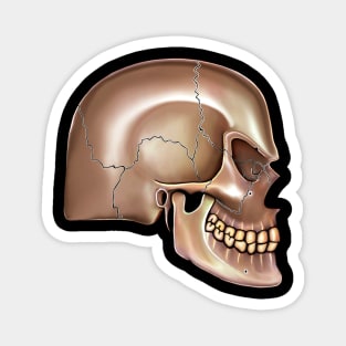 Angry Brown Skull Magnet