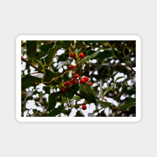 Holly Branch with Red Seeds Magnet