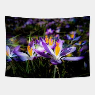 purple flowers, flower meadow, spring, blossoms, floral Tapestry