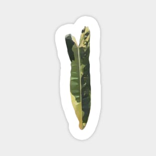 Rare and Expensive Variegated Philodendron Billietiae Design Magnet