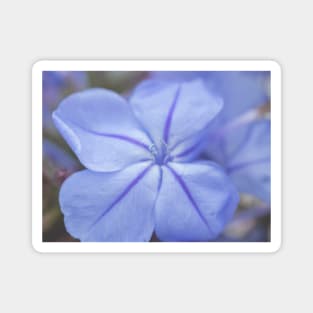 Delicate Bue Flower Photography V2 Magnet