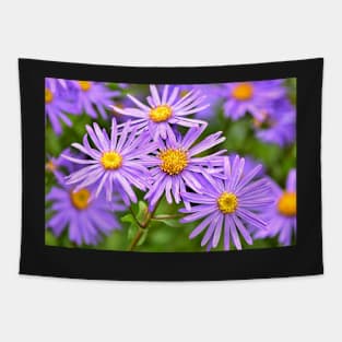 Aster Tapestry