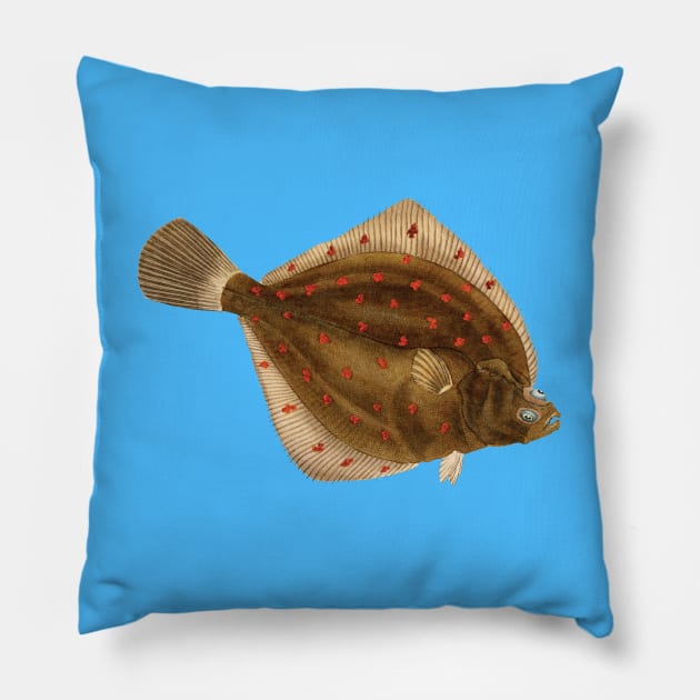 European plaice (Pleuronectes platessa) - flatfish scientific illustration. Pillow by Luggnagg