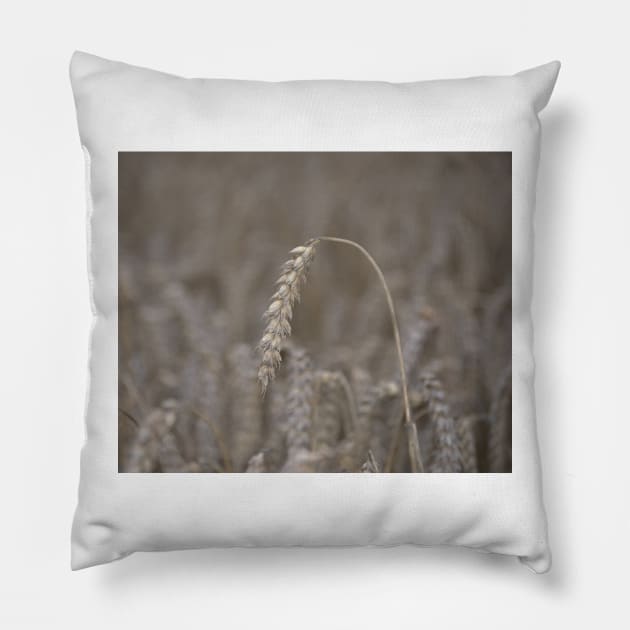 Ripened Barley Pillow by Nigdaw