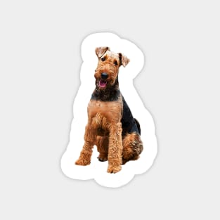 Airedale Terrier Stunning Dog Breed Magnet