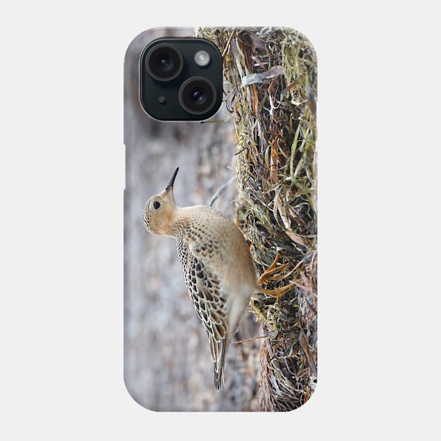 Buff-Breasted Sandpiper at the Beach Phone Case by walkswithnature