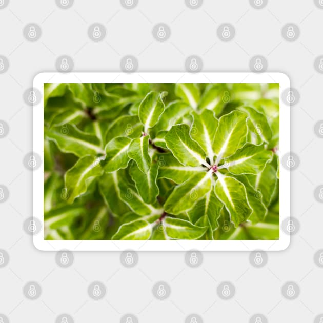 Pittosporum tenuifolium Arundel Green Magnet by heidiannemorris