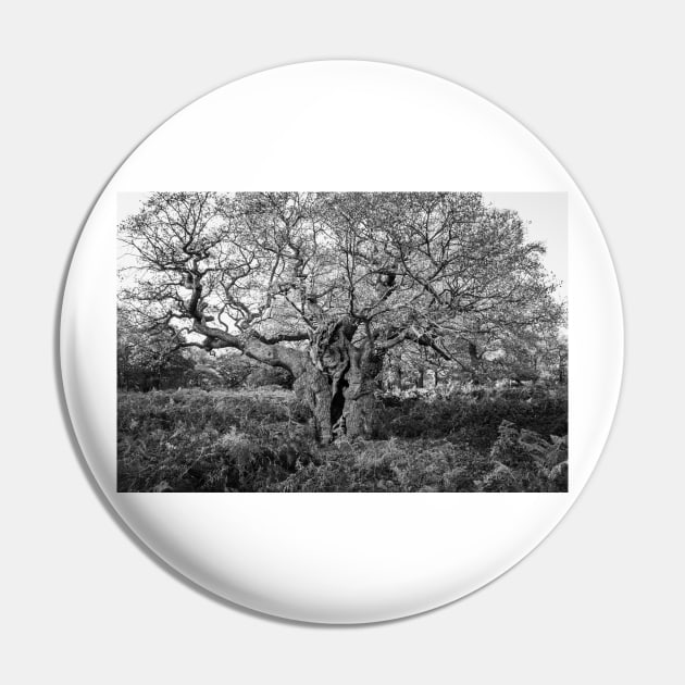 Royal Oak, Richmond Park Pin by GrahamPrentice