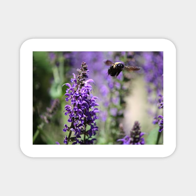 Bumble Bee Flight Magnet by tgass