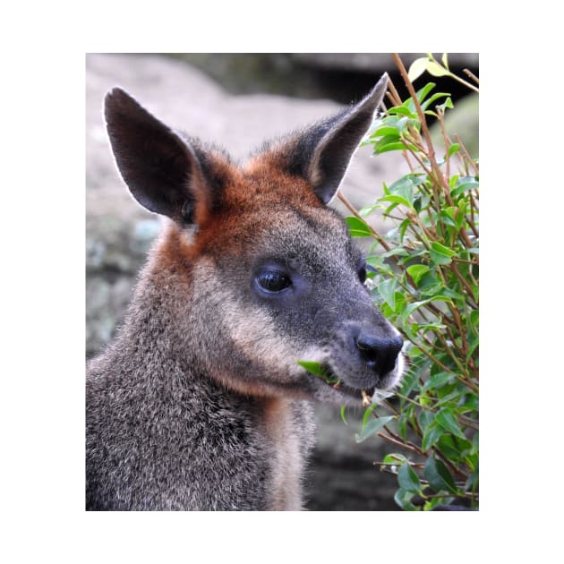 Swamp Wallaby by kirstybush