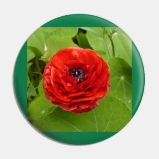 Ranunculus Pin