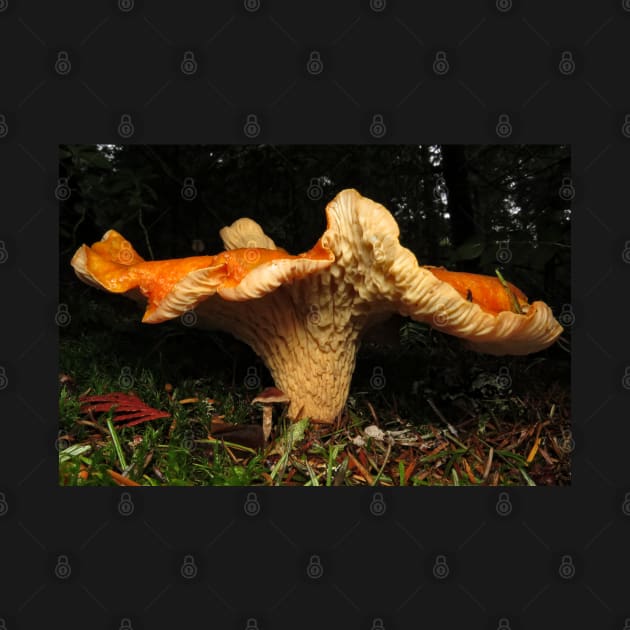 Large scaly chanterelle by SDym Photography