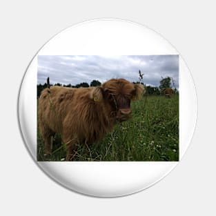 Scottish Highland Cattle Calf 1473 Pin
