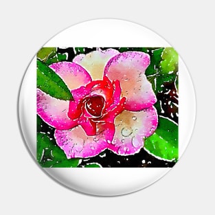 Little garden rose with dew drops Pin