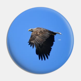 Eagle Pin