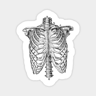 Anatomy lungs Magnet