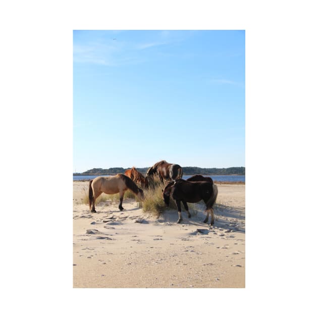 Assateague Beach Ponies Series - 04 by searchlight