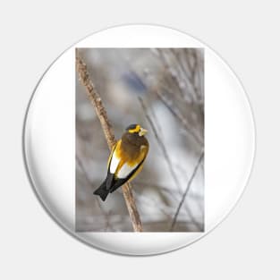 Evening Grosbeak - Algonquin Park Pin