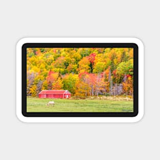 Autumn Colors Near Lake Ainslie Magnet