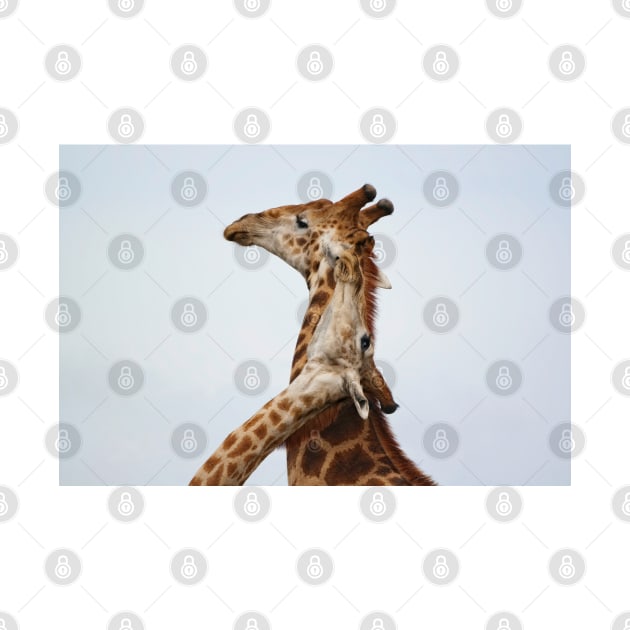 Southern Giraffe (Giraffa giraffa) by Ludwig Wagner