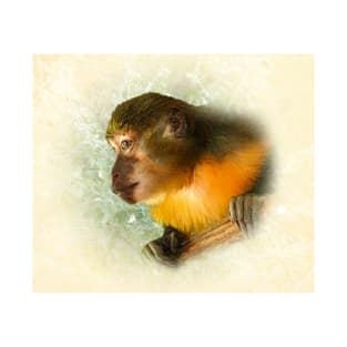 Golden-bellied mangabey T-Shirt