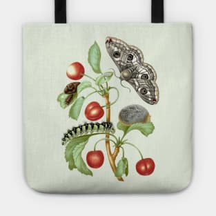 Metamorphosis of the Peacock Eye moth Tote