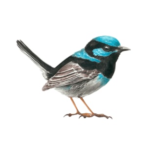 Fairy wren bird