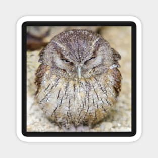 grumpy  owl Magnet