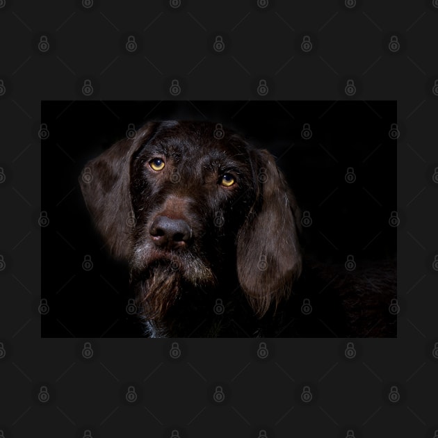 German Wirehaired Pointer Portrait by heidiannemorris