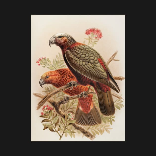 Kaka parrot and Kaka-kura, by Johannes Keulemans by honeythief