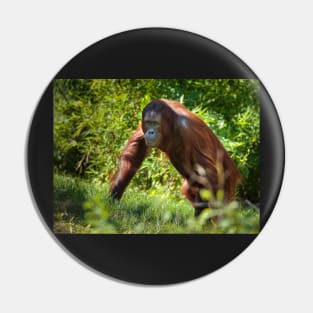 Orangutan in the forest Pin