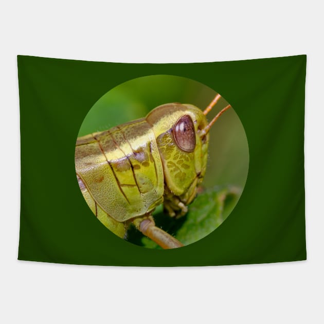 Green Grasshopper Macro Photograph Circle Tapestry by love-fi