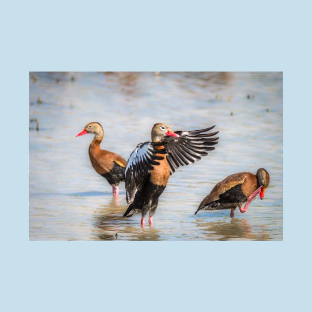 Black-bellied Whistling-Duck Trio by Debra Martz