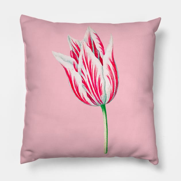 Red and White Dutch Tulip Watercolor Pillow by terrybain