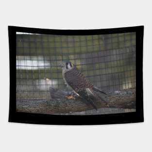 Kestrel Tapestry