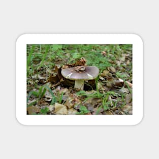 Boletus mushroom Magnet