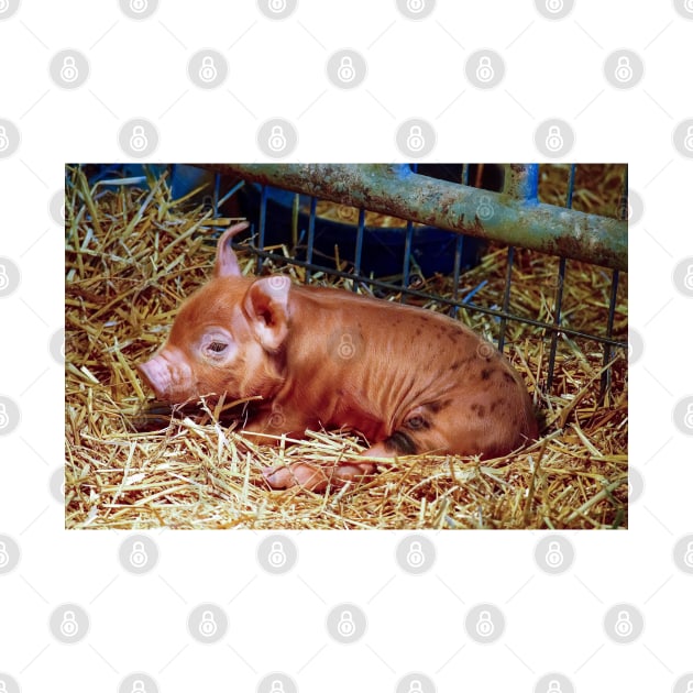 Sleepy Brown-Spotted Piglet by Colette22