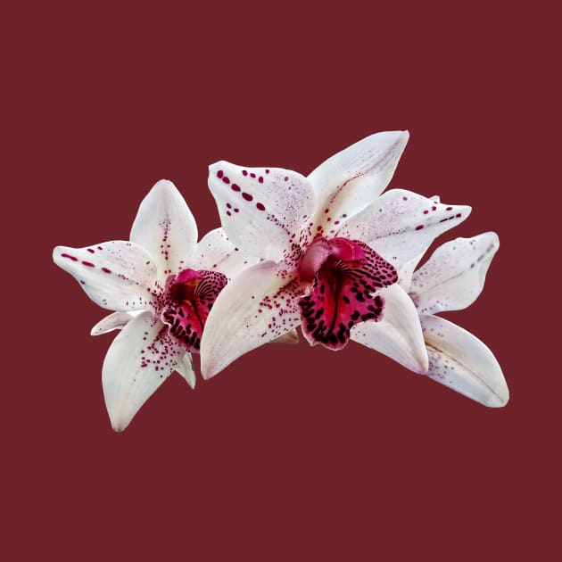 Orchid - Cymbidium Baltic Dew Freckle Face by SusanSavad