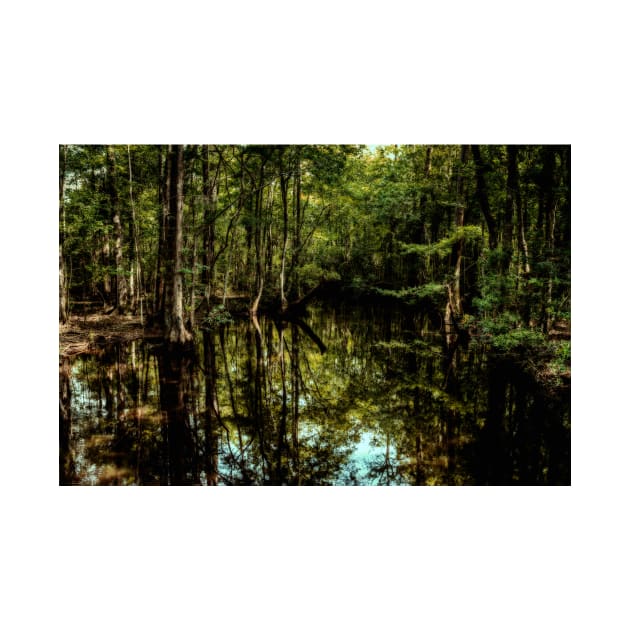 Swamp in Southeastern Georgia by Gestalt Imagery