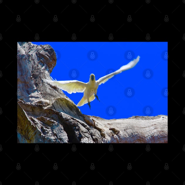 Flight of the Cockatoo by Mickangelhere1