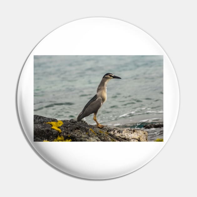 Black-crowned night heron of hawaii 8 Pin by KensLensDesigns