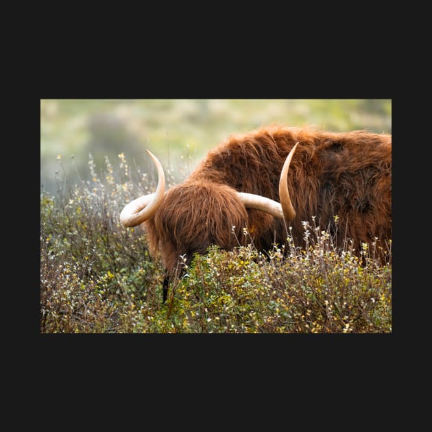 Scottish Highland cow by Melissa Peltenburg Travel Photography