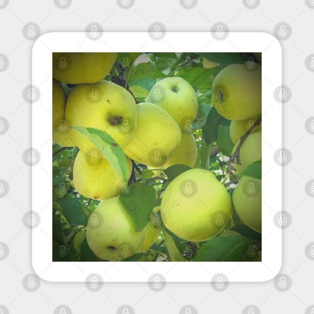 Golden Delicious Apple Harvest Magnet by EdenLiving