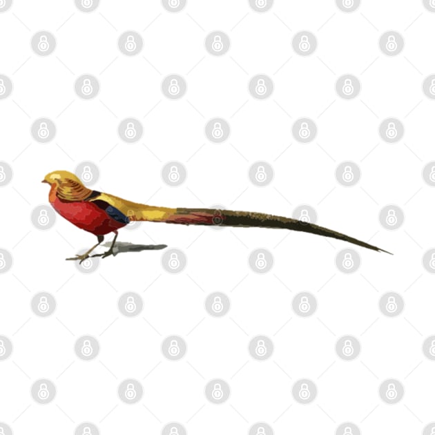 Golden Pheasant Digital Painting by gktb