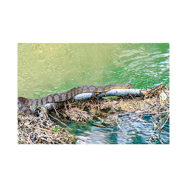Water Snake Slithering Along by Debra Martz