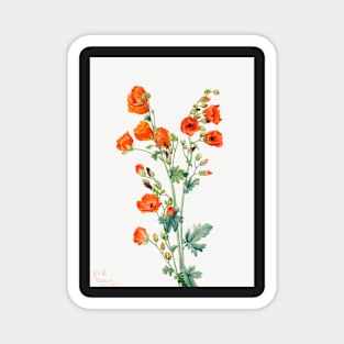 flowers painting, Scarlet Globe Mallow (1927) by Mary Vaux Walcott Magnet