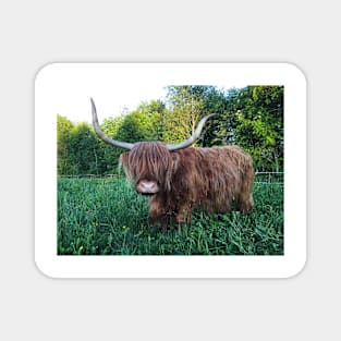 Scottish Highland Cattle Cow 2417 Magnet