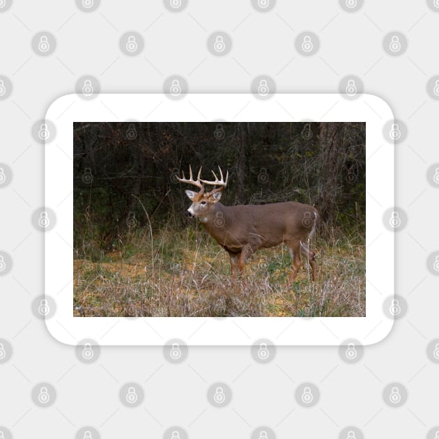 On the hunt - White-tailed deer Buck Magnet by Jim Cumming