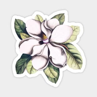 Magnolia Flower Magnet