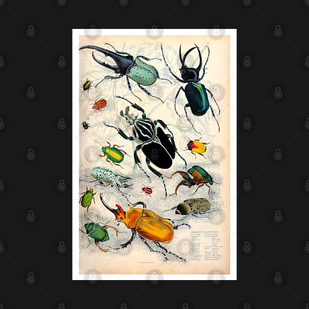 Orderv. Coleoptera | Beetles Print by ArtShare